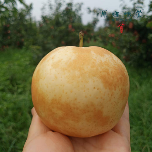 小空山有机梨/秋月梨/黄金梨/圆黄梨（基地直发-中通包邮）|多种规格，来自河南南召，生产者：李鹏【合作生产，公平贸易】 商品图10