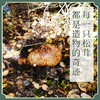 藏地高海拔 野生干松茸片  商品缩略图1