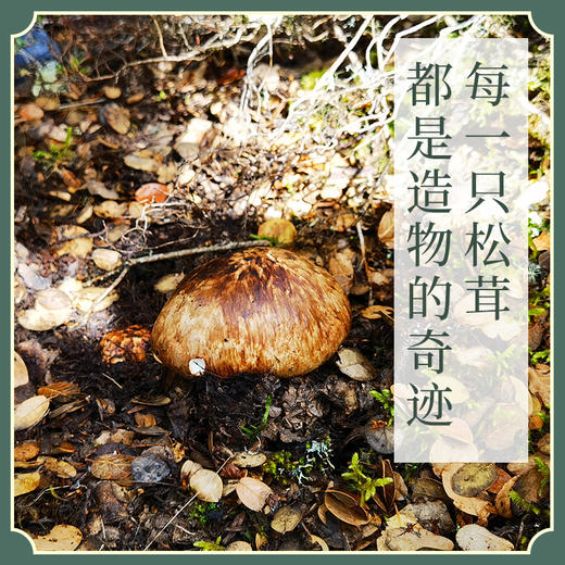 藏地高海拔 野生干松茸片  商品图1