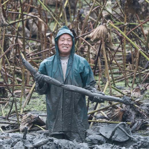 湖北洪湖 现挖新鲜青泥巴褒汤莲藕粉糯5斤包邮 商品图1