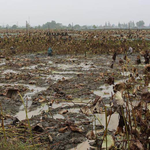 湖北洪湖 现挖新鲜青泥巴褒汤莲藕粉糯5斤包邮 商品图3