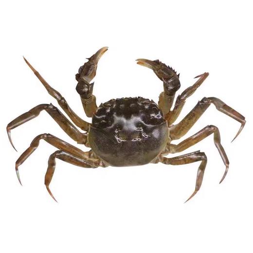 大闸蟹（3两母） 商品图0