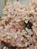 粉水晶桃花树（含专门定制和合福） 商品缩略图3