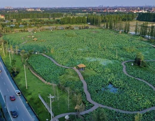 【新鲜西湖果莲 莲子】1.2斤礼盒装  产自杭州，鲜嫩多汁，滋味清新， 脆而不硬，带着丝丝的微甜。 商品图8