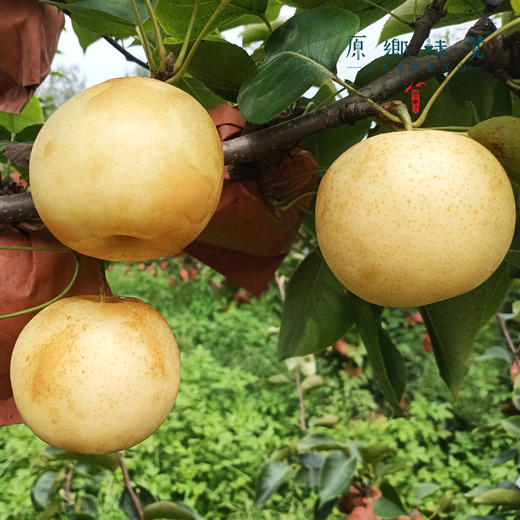 小空山有机梨/秋月梨/黄金梨/圆黄梨（基地直发-中通包邮）|多种规格，来自河南南召，生产者：李鹏【合作生产，公平贸易】 商品图11
