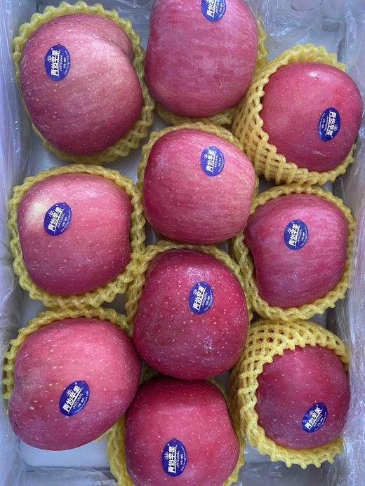 现货青怡洛川苹果3640头可以连皮吃的苹果松脆可口果香十足微酸整件