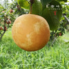 小空山有机梨/秋月梨/黄金梨/圆黄梨（基地直发-中通包邮）|多种规格，来自河南南召，生产者：李鹏【合作生产，公平贸易】 商品缩略图7