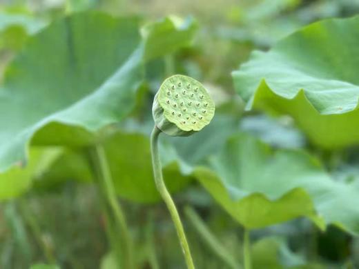 【新鲜西湖果莲 莲子】1.2斤礼盒装  产自杭州，鲜嫩多汁，滋味清新， 脆而不硬，带着丝丝的微甜。 商品图7