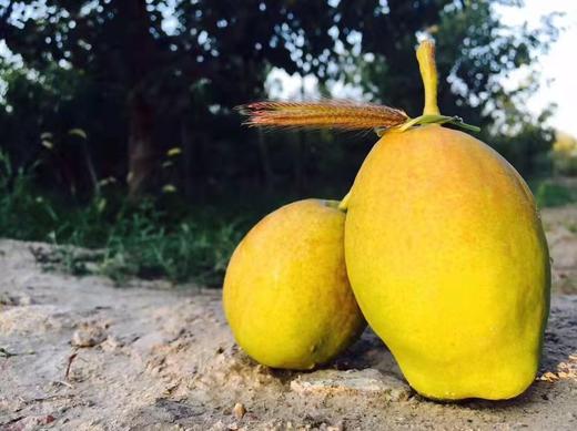 新疆库尔勒香梨 皮薄肉细 汁水丰盈 果肉甘甜酥脆 商品图1