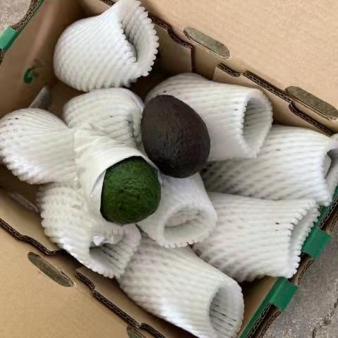 西双版纳生态牛油果 现摘现发 商品图3