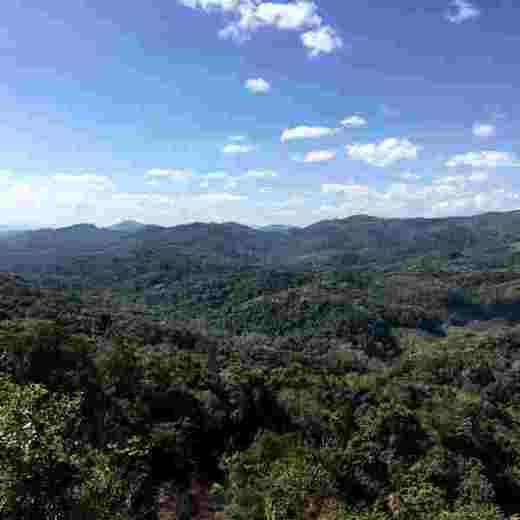 西双版纳生态牛油果 现摘现发 商品图6