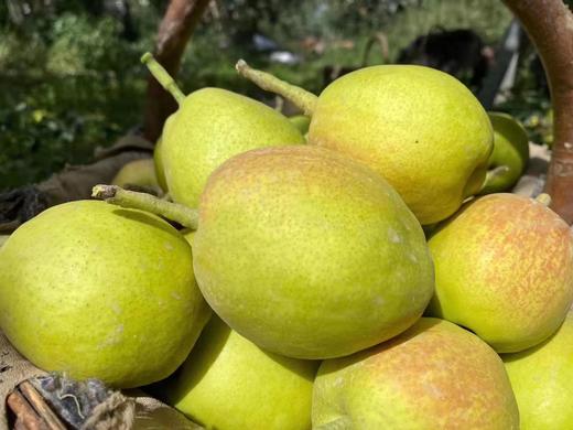 新疆库尔勒香梨 皮薄肉细 汁水丰盈 果肉甘甜酥脆 商品图0