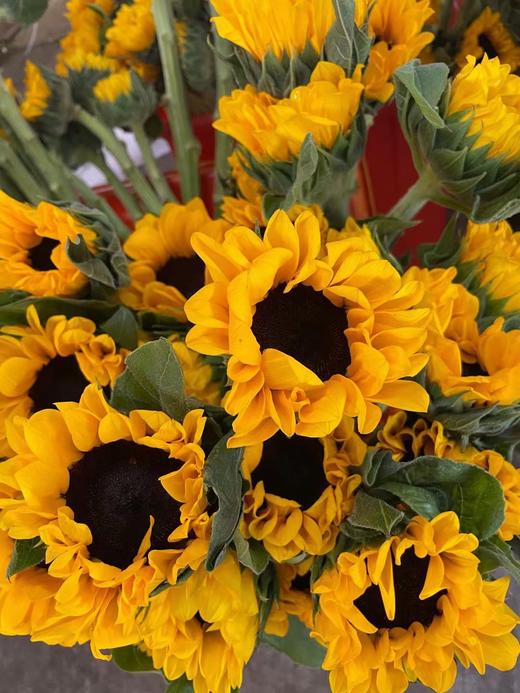 向日葵5支扎半开无售后