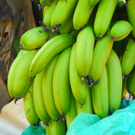 广东遁地雷香蕉  柔滑细腻 3斤/5斤/4.5斤 家庭/礼盒装 商品图5