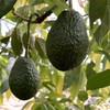 西双版纳生态牛油果 现摘现发 商品缩略图2