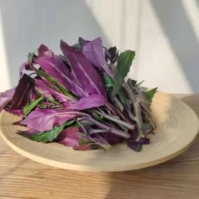 赞字村紫背天葵