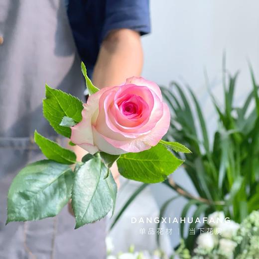 【AB级艾莎玫瑰.第二份减10元】10支/份 长约60-65cm 商品图3