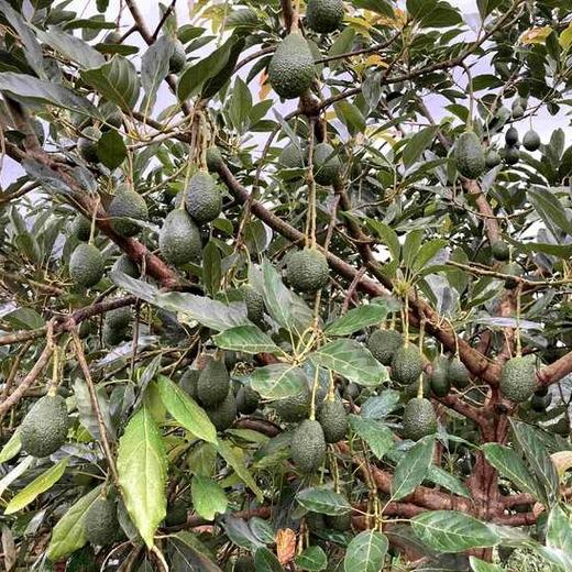 西双版纳生态牛油果 现摘现发 商品图7