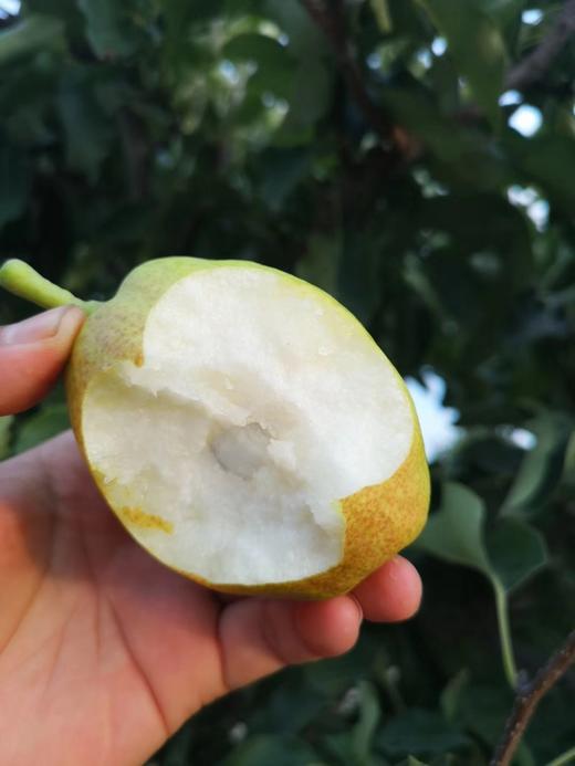 八斤送一斤 库尔勒香梨 新鲜上市 多种规格 顺丰包邮 商品图5