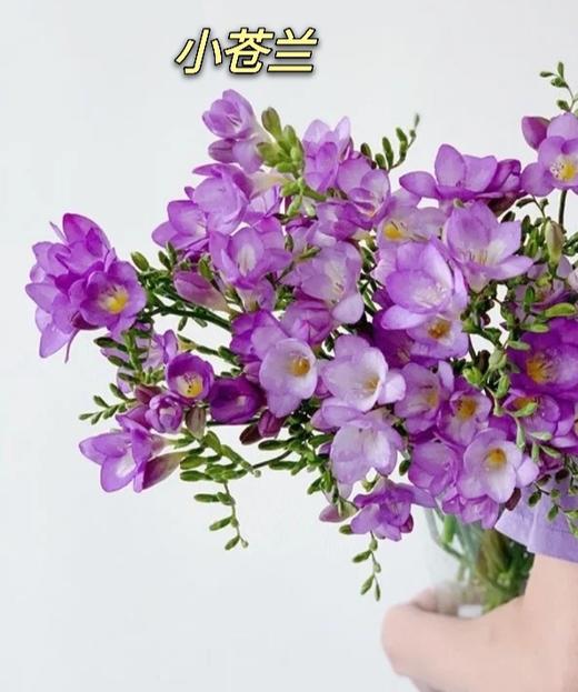 【新春油画】小苍兰 紫色 20枝 | 新客福利 商品图2