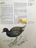 山地与沼泽鸟类图集 数百幅彩色插图 精装大16开 商品缩略图6