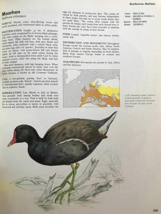 山地与沼泽鸟类图集 数百幅彩色插图 精装大16开 商品图6
