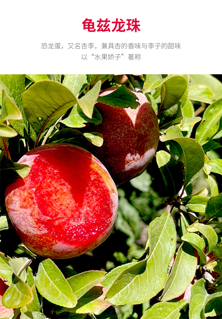 果叔严选新疆杏李恐龙蛋3斤装