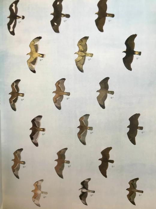 山地与沼泽鸟类图集 数百幅彩色插图 精装大16开 商品图13