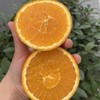 澳洲黑标3107橙 商品缩略图5