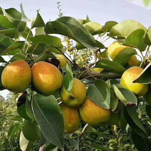 库尔勒香梨王8斤【香梨王单果140g以上】新疆香梨皮薄肉细爆汁 商品图1