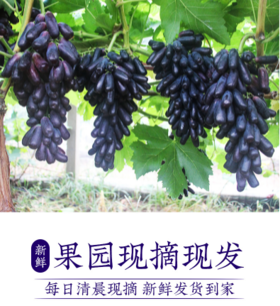 蓝宝石黑提（1000g±100g）2斤左右