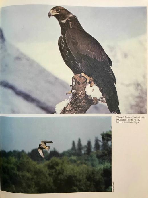 山地与沼泽鸟类图集 数百幅彩色插图 精装大16开 商品图14