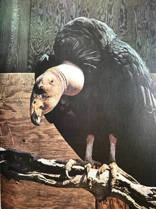 山地与沼泽鸟类图集 数百幅彩色插图 精装大16开 商品图12