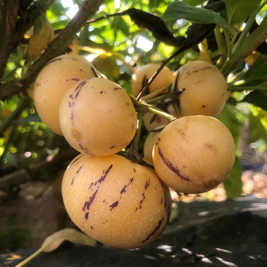 【限量秒杀】土哆哆人参果秒杀2斤装15~25个