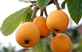  秋后喉咙干痒、久咳不好？喝它，1勺≈1个梨，30天还你一个好嗓子 