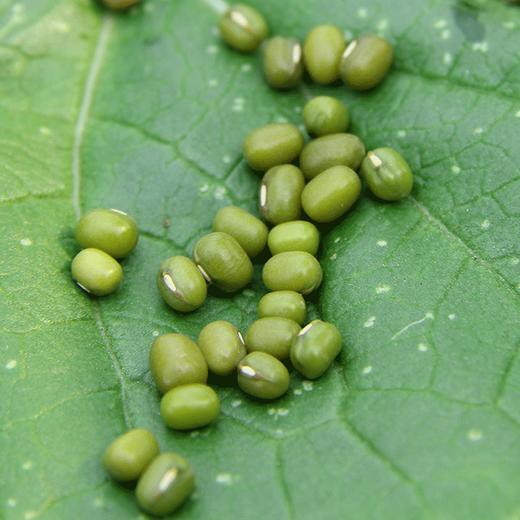 【百】散称绿豆 500g 商品图2