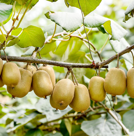 有机猕猴桃礼盒装（金龙二号） 商品图2