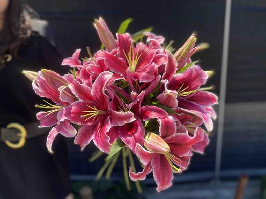 百合·黑美人 商品图2