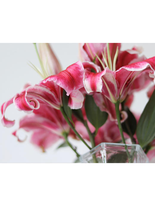 黑美人百合【你是声色张扬下我欲盖弥彰的温柔理想】简小姐精选香水百合 狐尾花瓣 A级 黑美人5枝多头 2束包邮 下单5天发货 商品图3