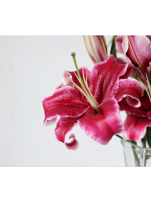 黑美人百合【你是声色张扬下我欲盖弥彰的温柔理想】简小姐精选香水百合 狐尾花瓣 A级 黑美人5枝多头 2束包邮 下单5天发货 商品图4