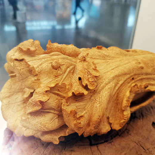 W°竹根白菜大 商品图3