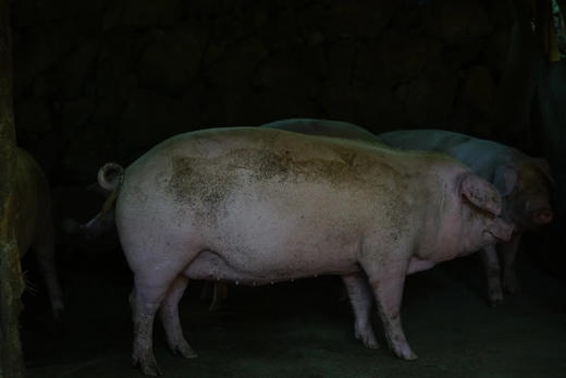 高山土猪肉、农家草猪肉，吃草粮养足一年，膘肥体壮，鲜香美味糯！ 商品图2