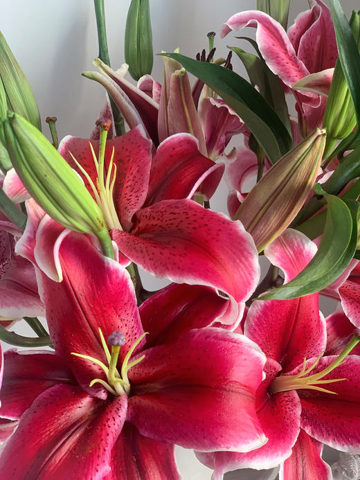 黑美人百合【你是声色张扬下我欲盖弥彰的温柔理想】简小姐精选香水百合 狐尾花瓣 A级 黑美人5枝多头 2束包邮 下单5天发货 商品图9