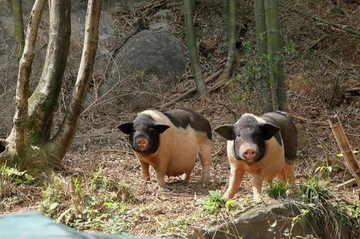 高山土猪肉、农家草猪肉，吃草粮养足一年，膘肥体壮，鲜香美味糯！ 商品图1