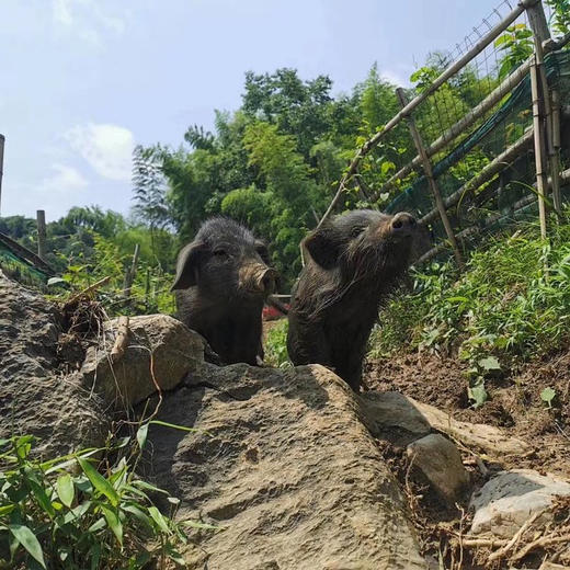 高山土猪肉、农家草猪肉，吃草粮养足一年，膘肥体壮，鲜香美味糯！ 商品图7