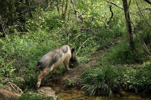 高山土猪肉、农家草猪肉，吃草粮养足一年，膘肥体壮，鲜香美味糯！ 商品图3