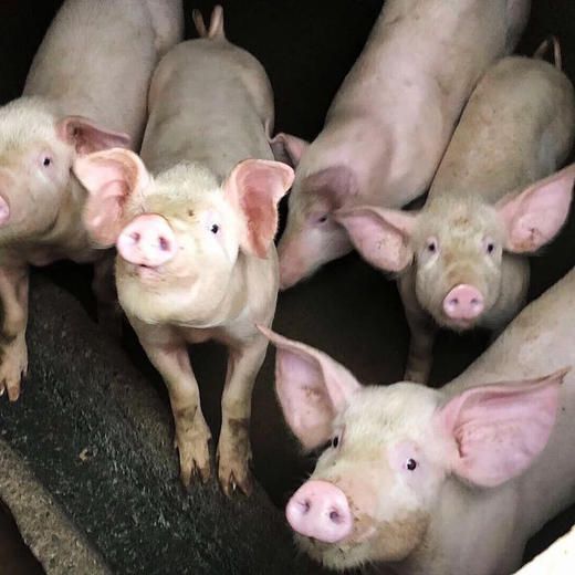 高山土猪肉、农家草猪肉，吃草粮养足一年，膘肥体壮，鲜香美味糯！ 商品图5