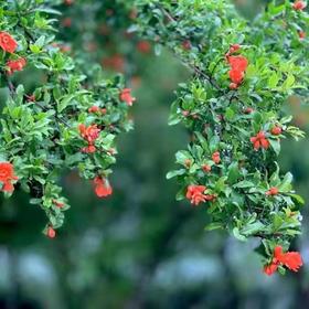  春分 | 昼夜均分，身体也要阴阳平衡 