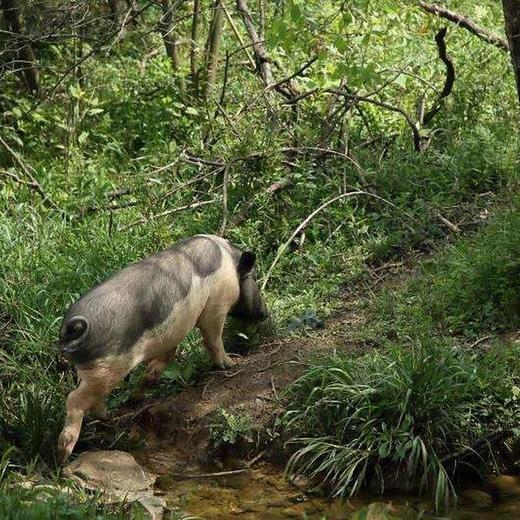 高山土猪肉、农家草猪肉，吃草粮养足一年，膘肥体壮，鲜香美味糯！ 商品图6