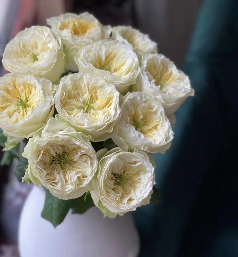 【网红】 绿光新基地精品玫瑰 多款可选